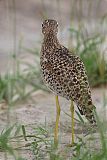 Spotted Thick-knee